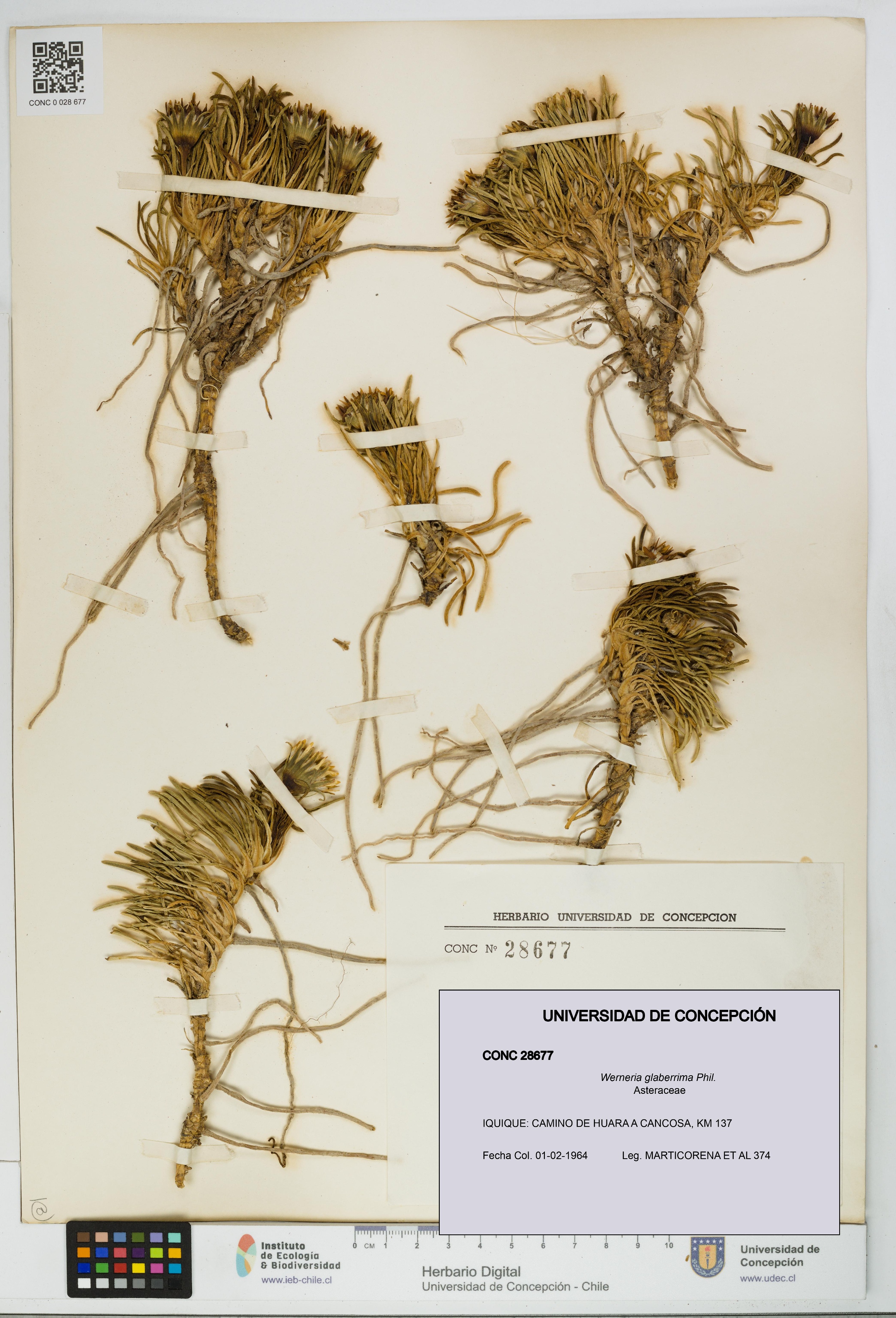 Werneria glaberrima [Espécimen: UDEC:CONC:0028677]