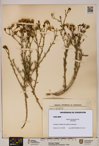 Senecio ctenophyllus [Espécimen: UDEC:CONC:0028679]