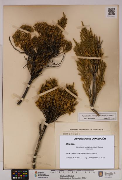 Parastrephia lepidophylla [Espécimen: UDEC:CONC:0028681]