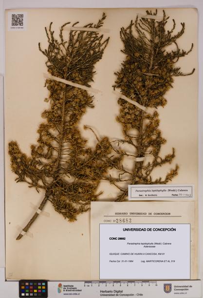 Parastrephia lepidophylla [Espécimen: UDEC:CONC:0028682]