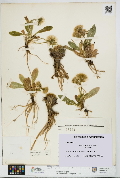 Perezia ciliosa [Espécimen: UDEC:CONC:0028683]