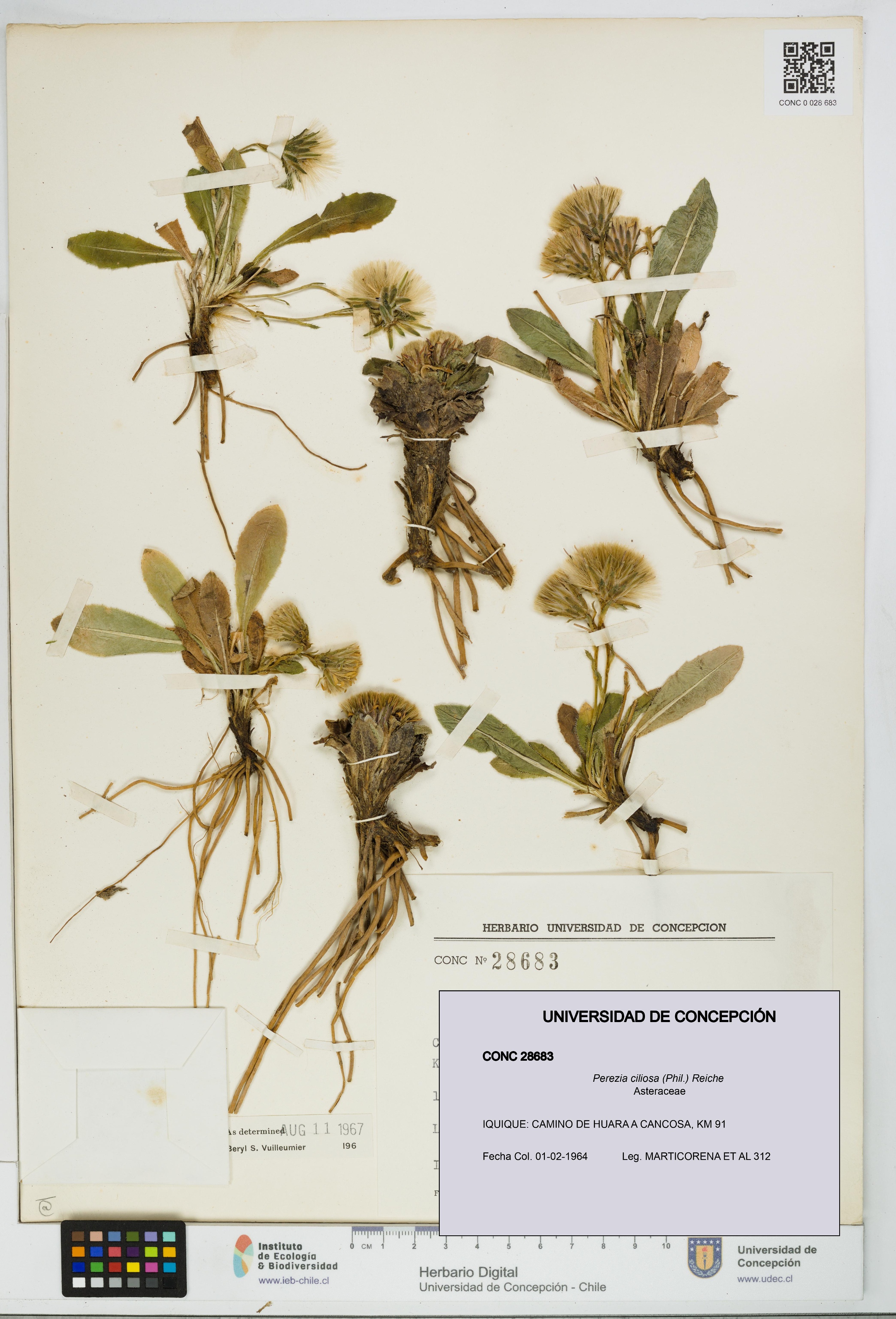 Perezia ciliosa [Espécimen: UDEC:CONC:0028683]