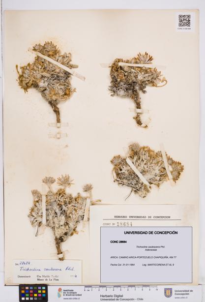 Trichocline caulescens [Espécimen: ]