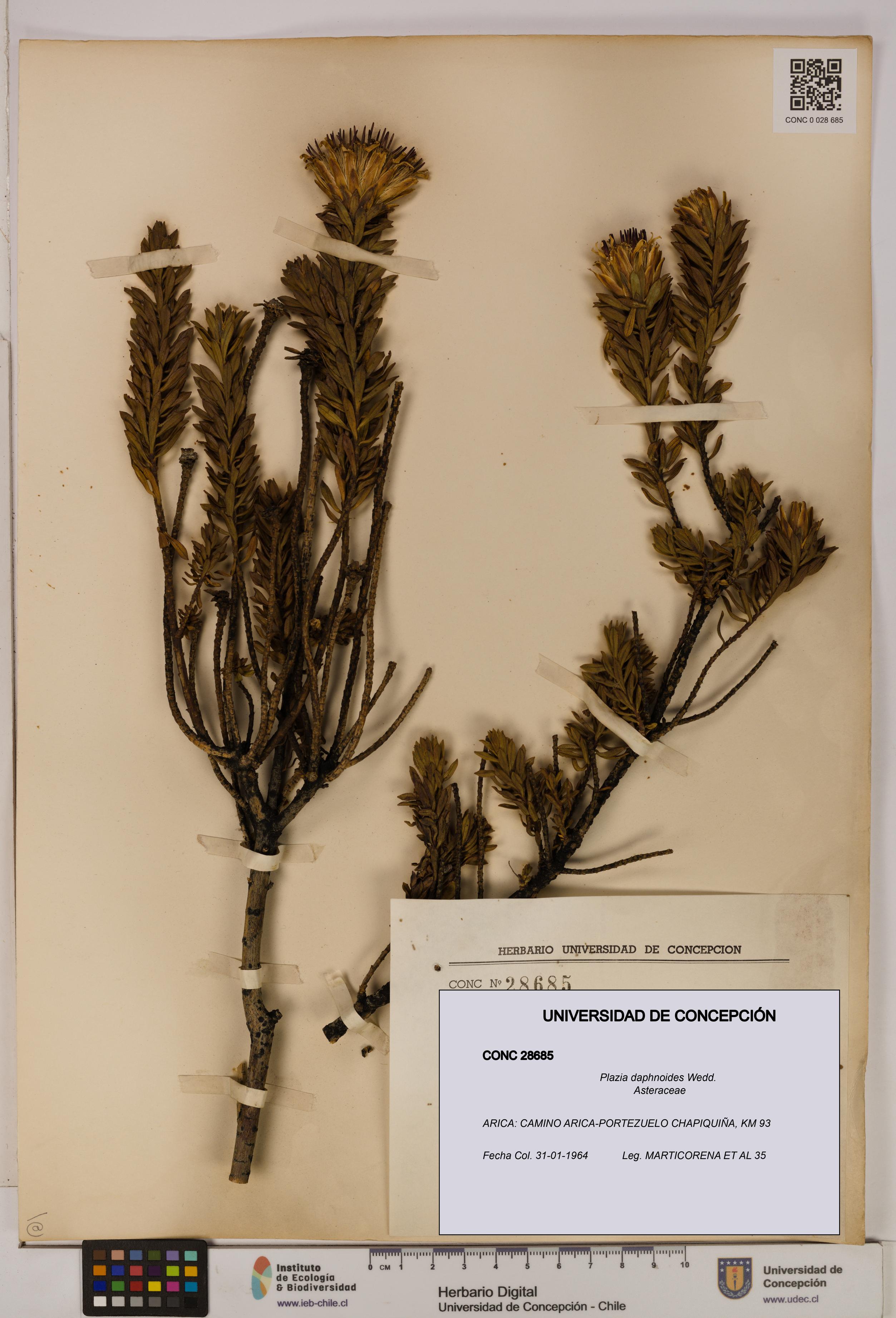Plazia daphnoides [Espécimen: UDEC:CONC:0028685]