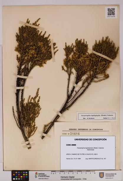 Parastrephia lepidophylla [Espécimen: UDEC:CONC:0028686]