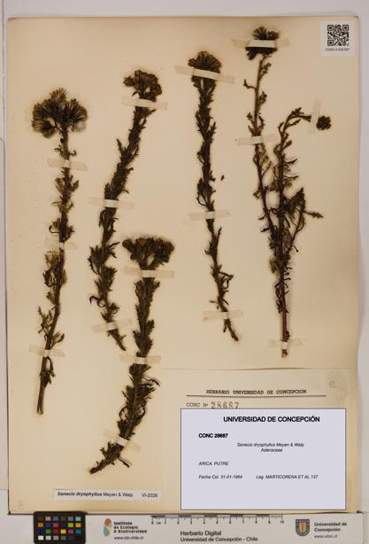 Senecio dryophyllus [Espécimen: UDEC:CONC:0028687]
