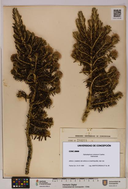 Diplostephium cinereum [Espécimen: UDEC:CONC:0028688]