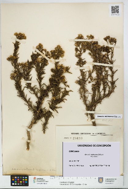 Senecio reicheanus [Espécimen: UDEC:CONC:0028689]
