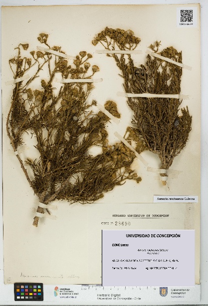 Senecio reicheanus [Espécimen: UDEC:CONC:0028690]
