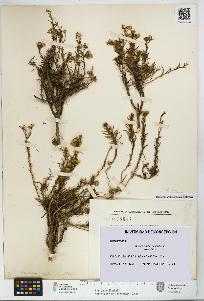 Senecio reicheanus [Espécimen: UDEC:CONC:0028691]