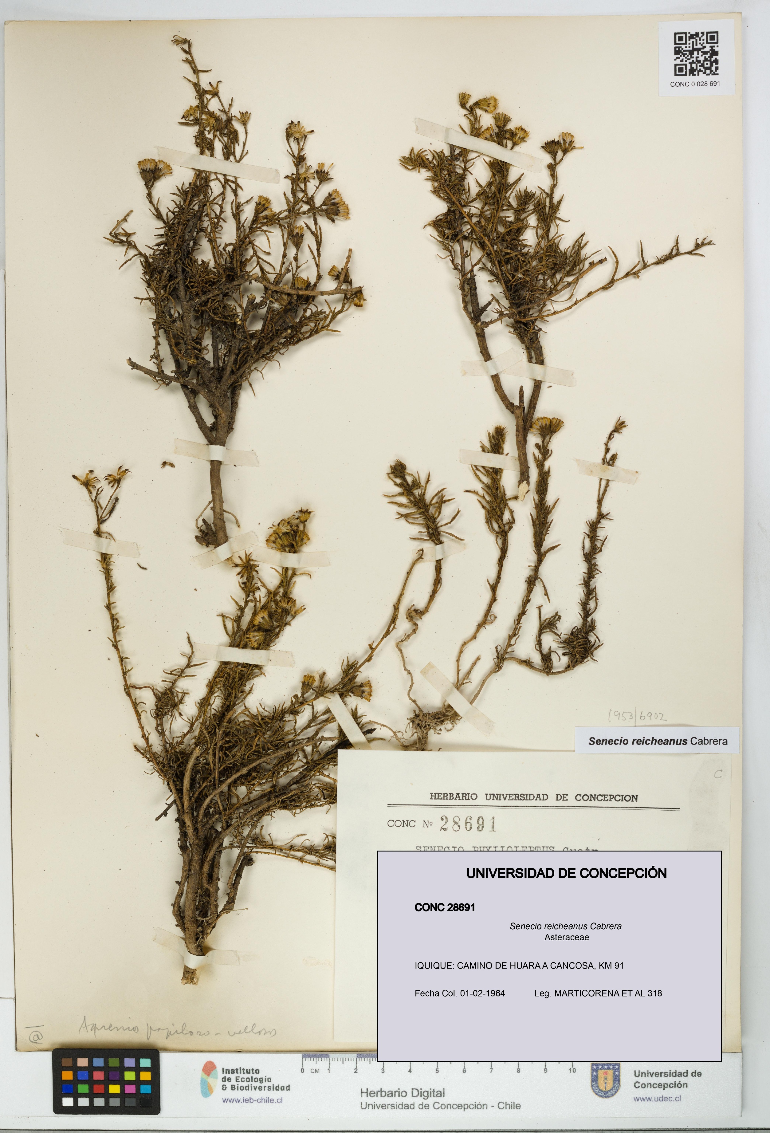 Senecio reicheanus [Espécimen: UDEC:CONC:0028691]