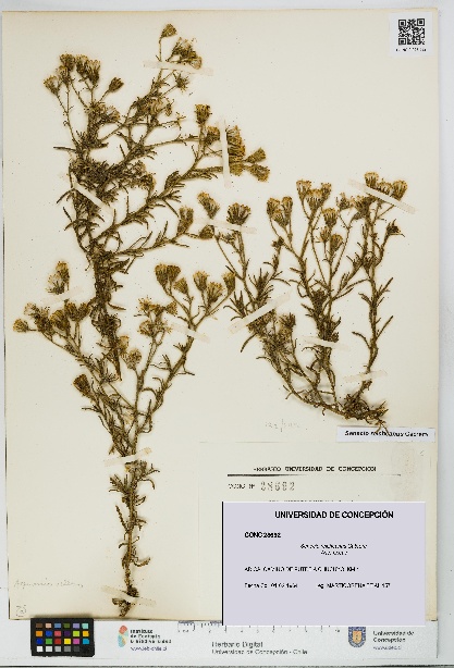 Senecio reicheanus [Espécimen: UDEC:CONC:0028692]