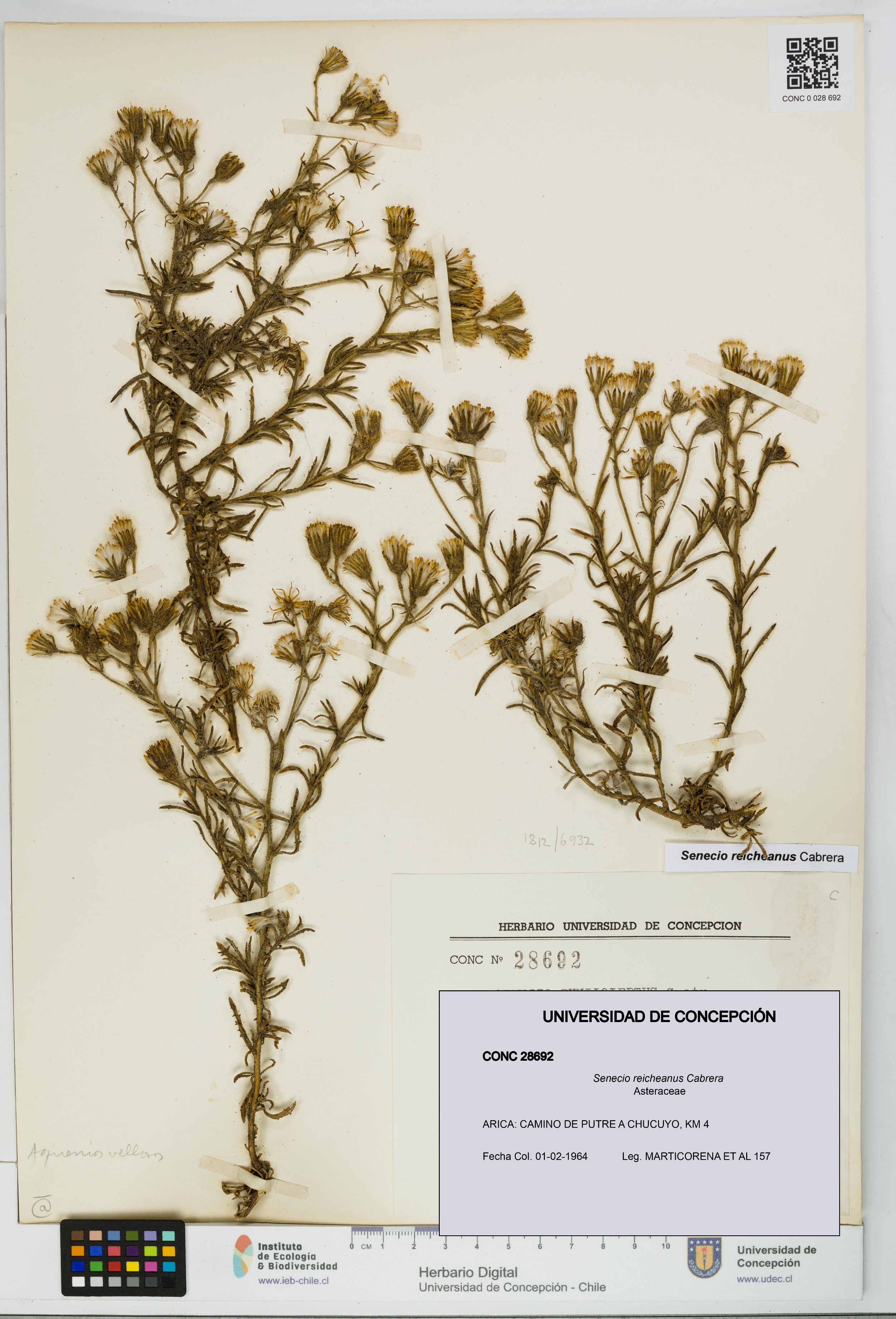 Senecio reicheanus [Espécimen: UDEC:CONC:0028692]
