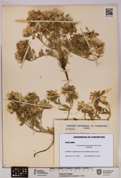 Cruckshanksia hymenodon [Espécimen: UDEC:CONC:0028693]