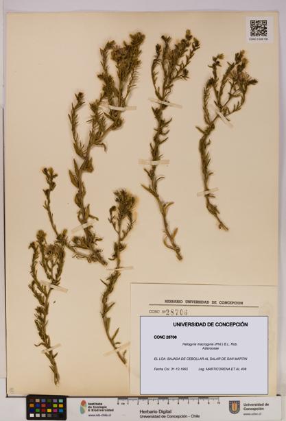 Helogyne macrogyne [Espécimen: UDEC:CONC:0028706]