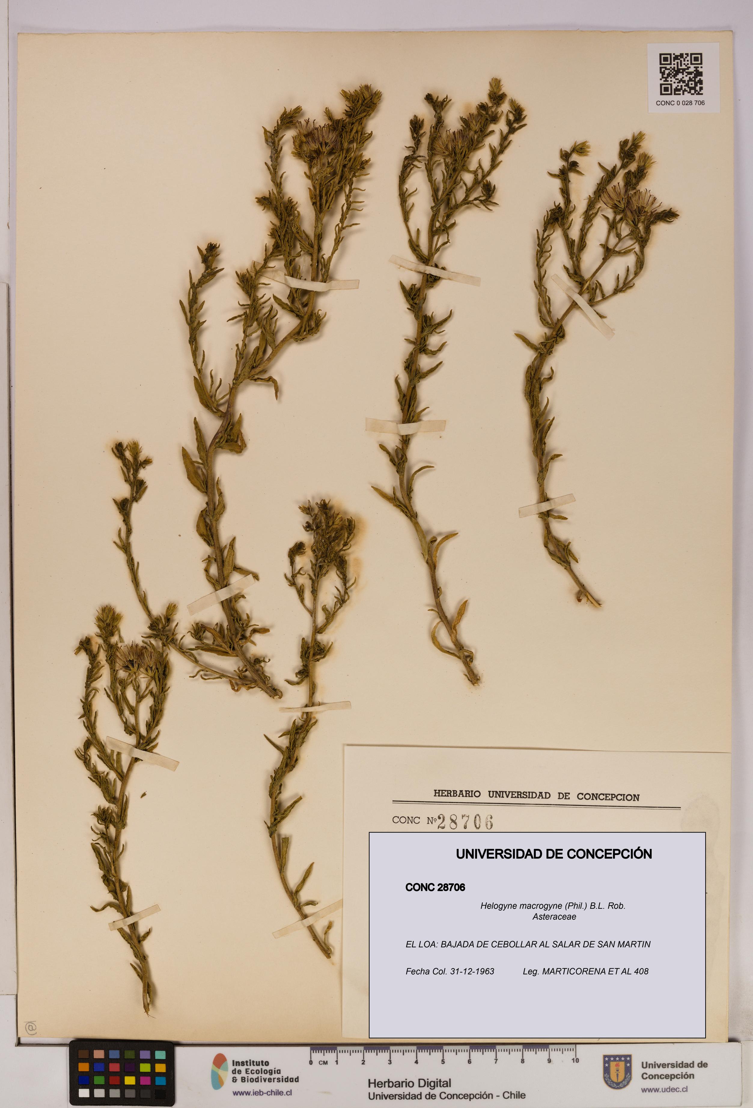 Helogyne macrogyne [Espécimen: UDEC:CONC:0028706]