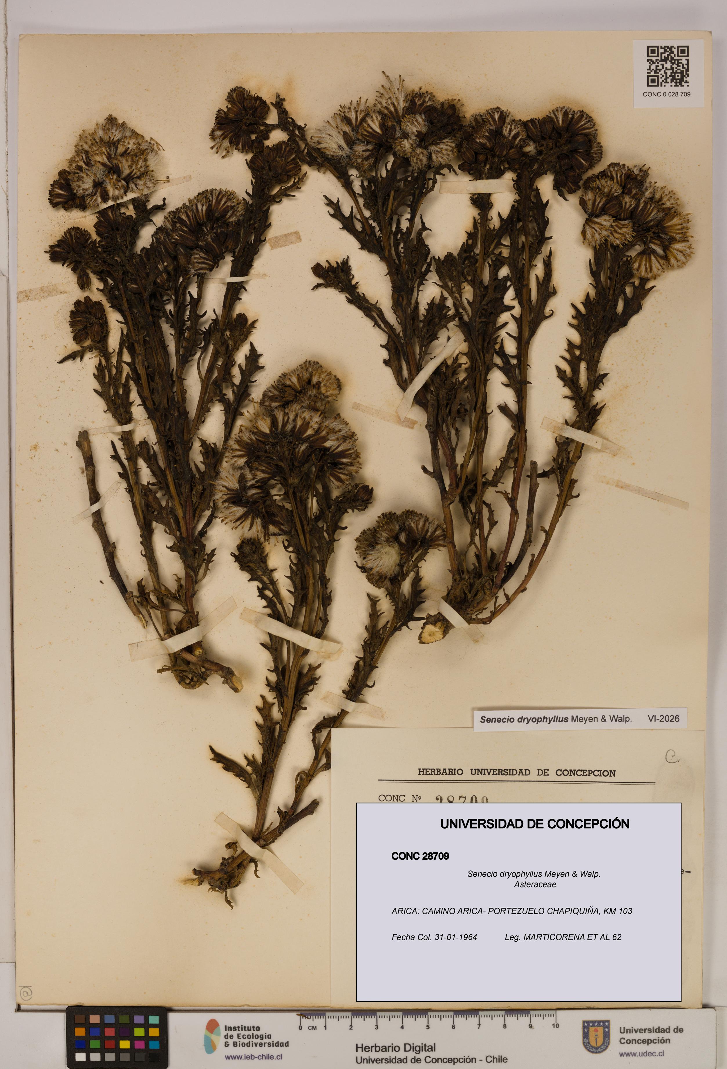 Senecio dryophyllus [Espécimen: UDEC:CONC:0028709]