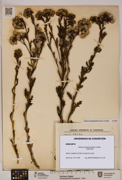 Senecio dryophyllus [Espécimen: UDEC:CONC:0028710]