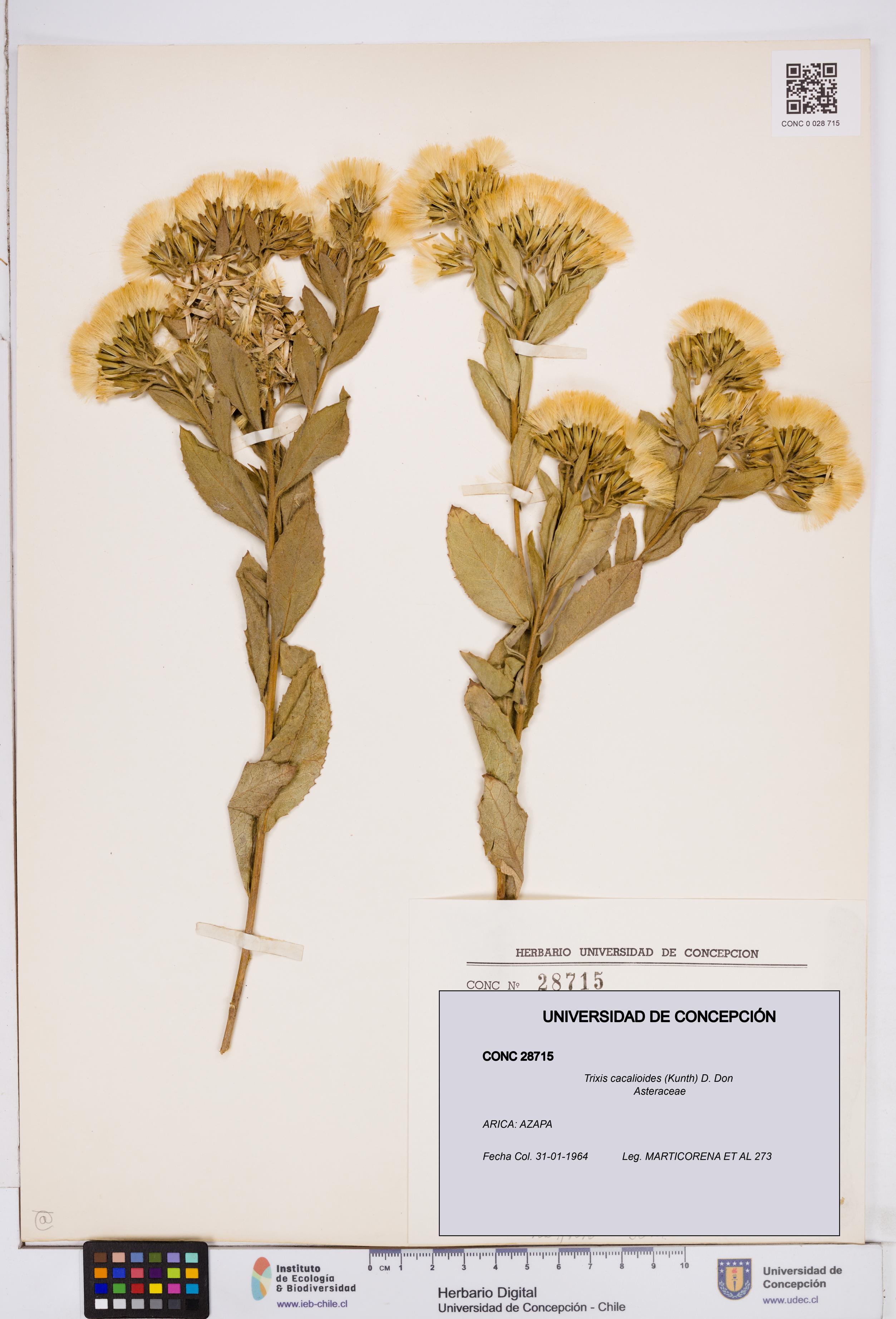 Trixis cacalioides [Espécimen: ]
