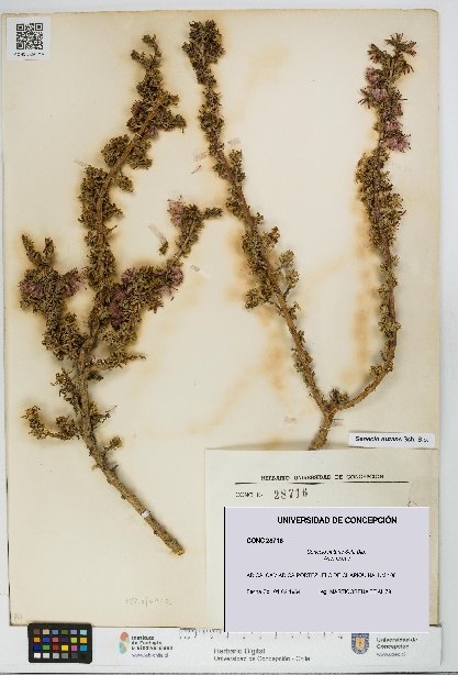 Senecio nutans [Espécimen: UDEC:CONC:0028716]