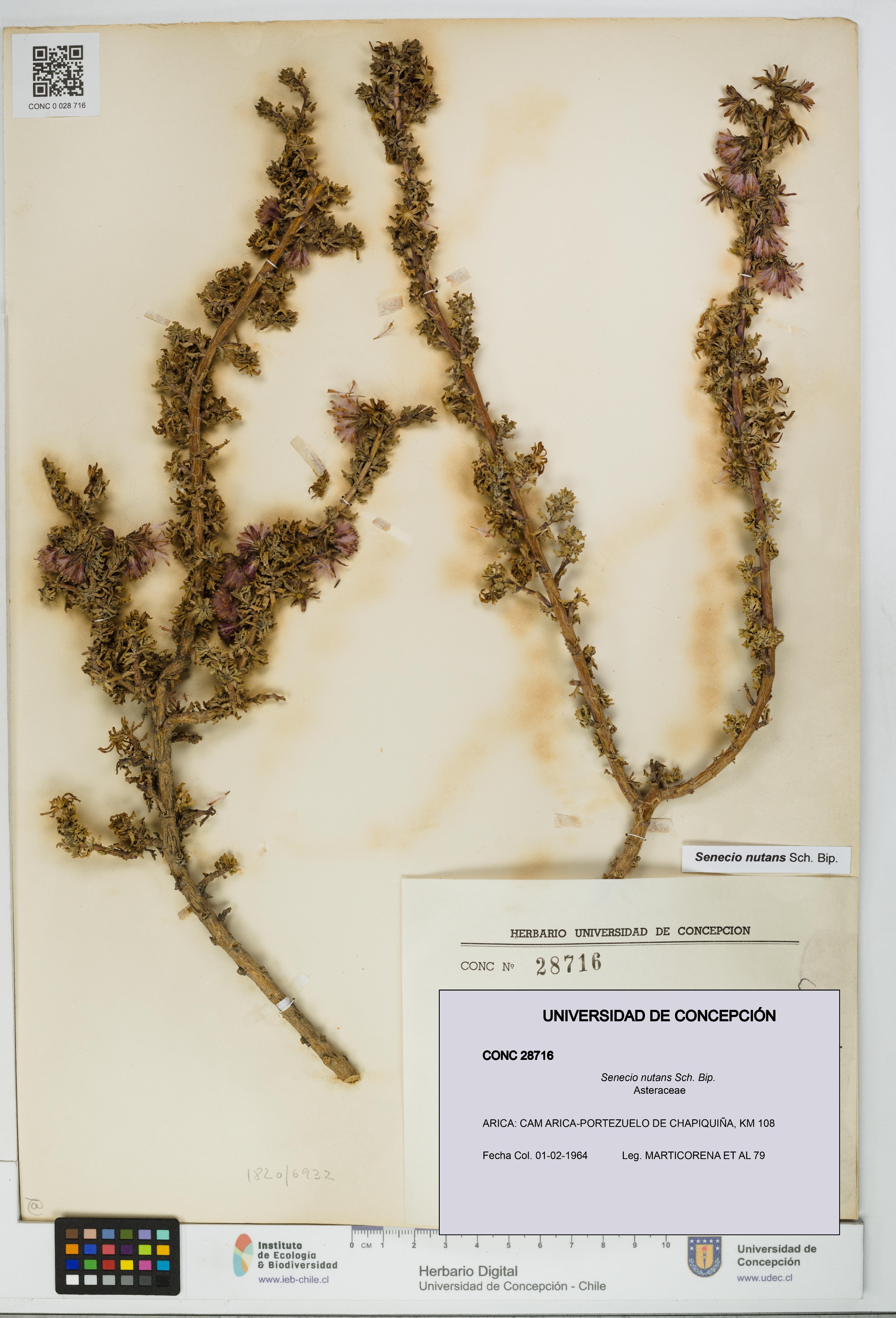 Senecio nutans [Espécimen: UDEC:CONC:0028716]