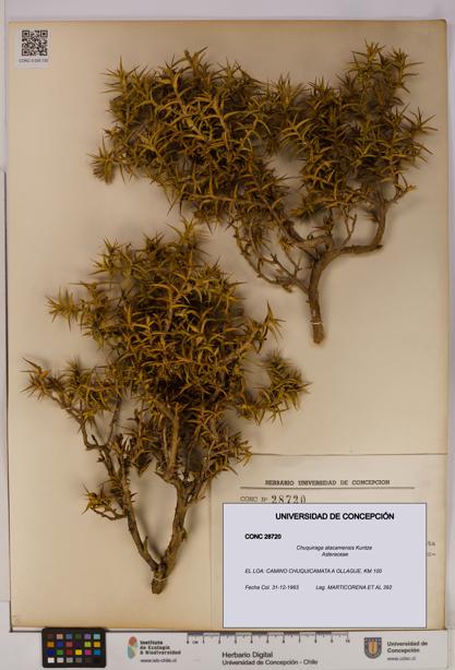 Chuquiraga atacamensis [Espécimen: UDEC:CONC:0028720]