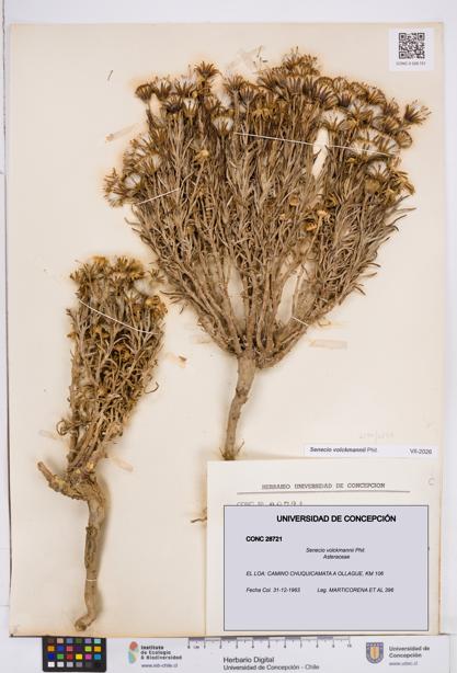 Senecio volckmannii [Espécimen: ]