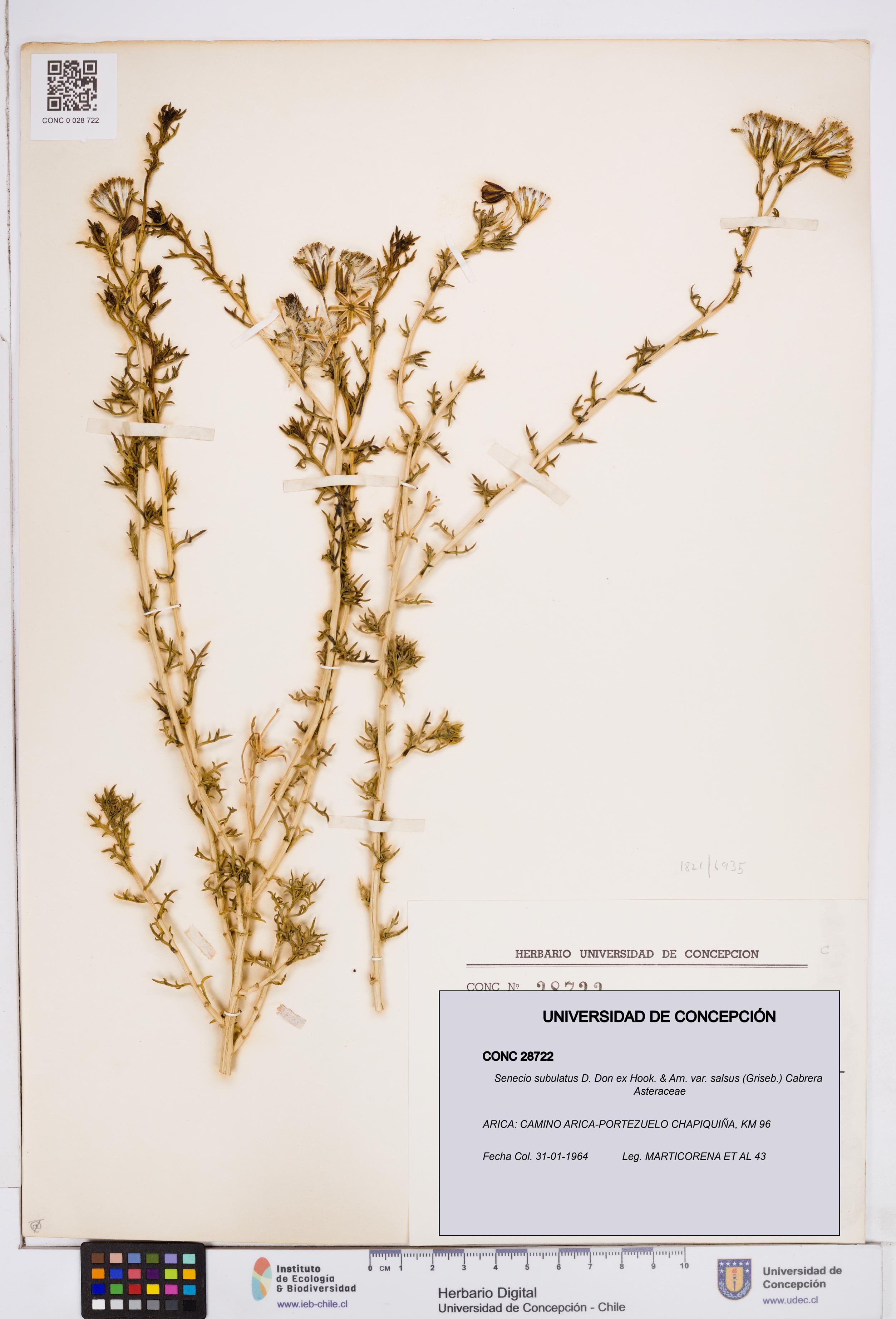 Senecio subulatus [Espécimen: ]