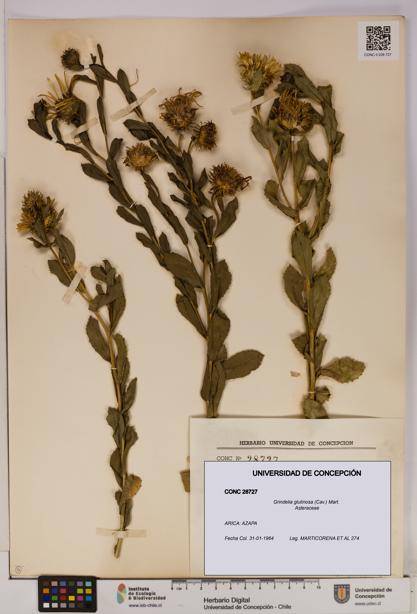 Grindelia glutinosa [Espécimen: UDEC:CONC:0028727]