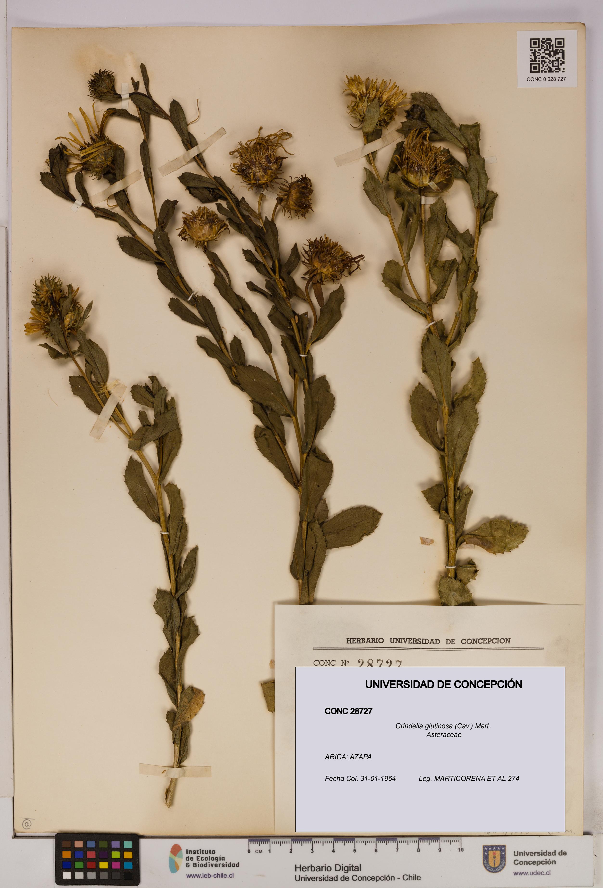 Grindelia glutinosa [Espécimen: UDEC:CONC:0028727]