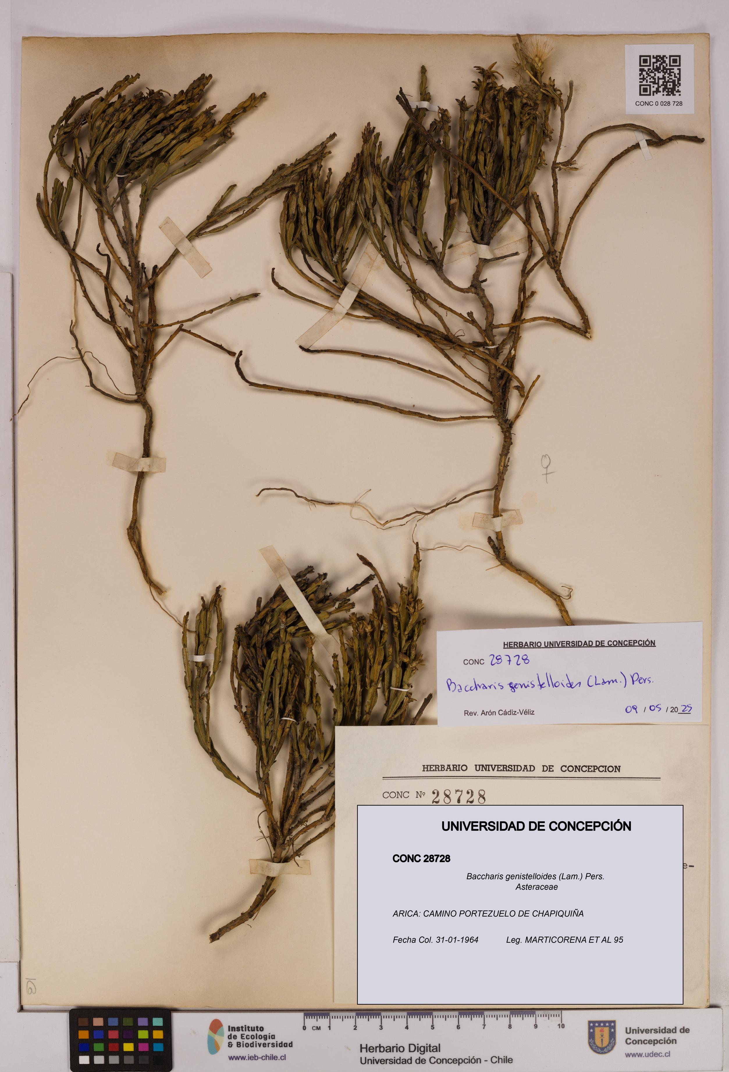 Baccharis genistelloides [Espécimen: UDEC:CONC:0028728]