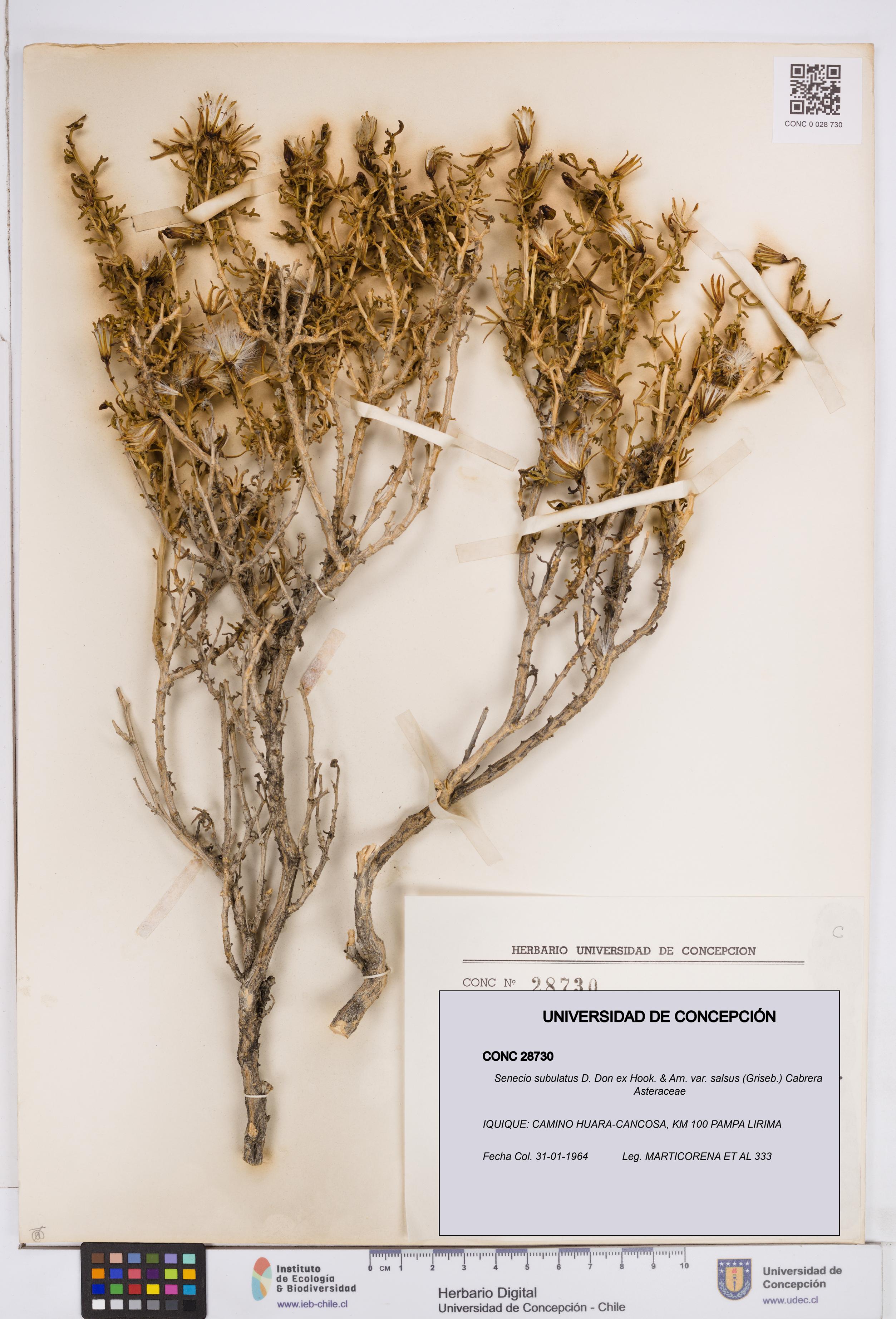 Senecio subulatus [Espécimen: ]