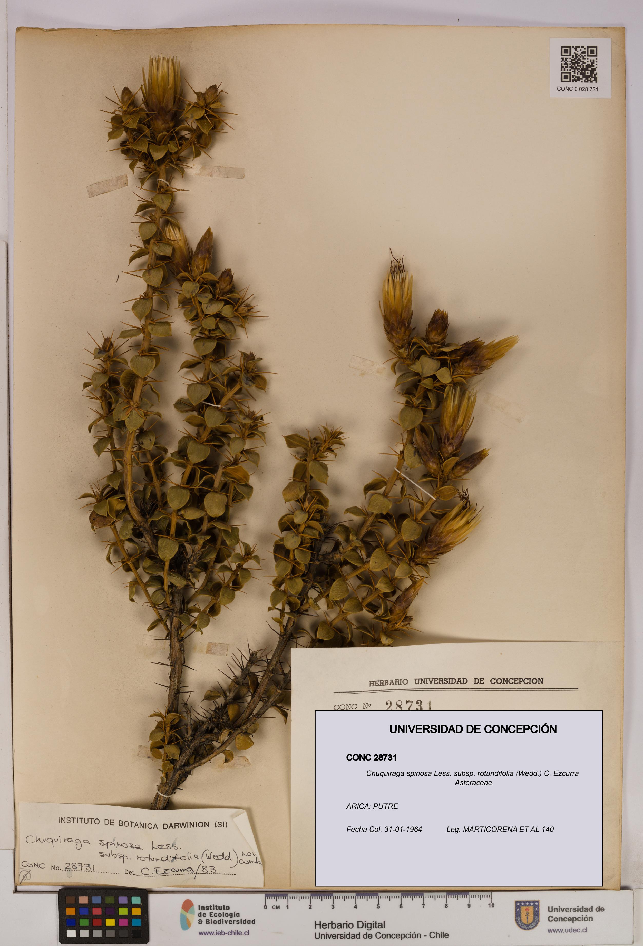 Chuquiraga spinosa subsp. rotundifolia [Espécimen: UDEC:CONC:0028731]