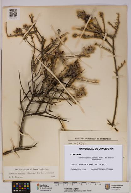 Krameria lappacea [Espécimen: UDEC:CONC:0028741]