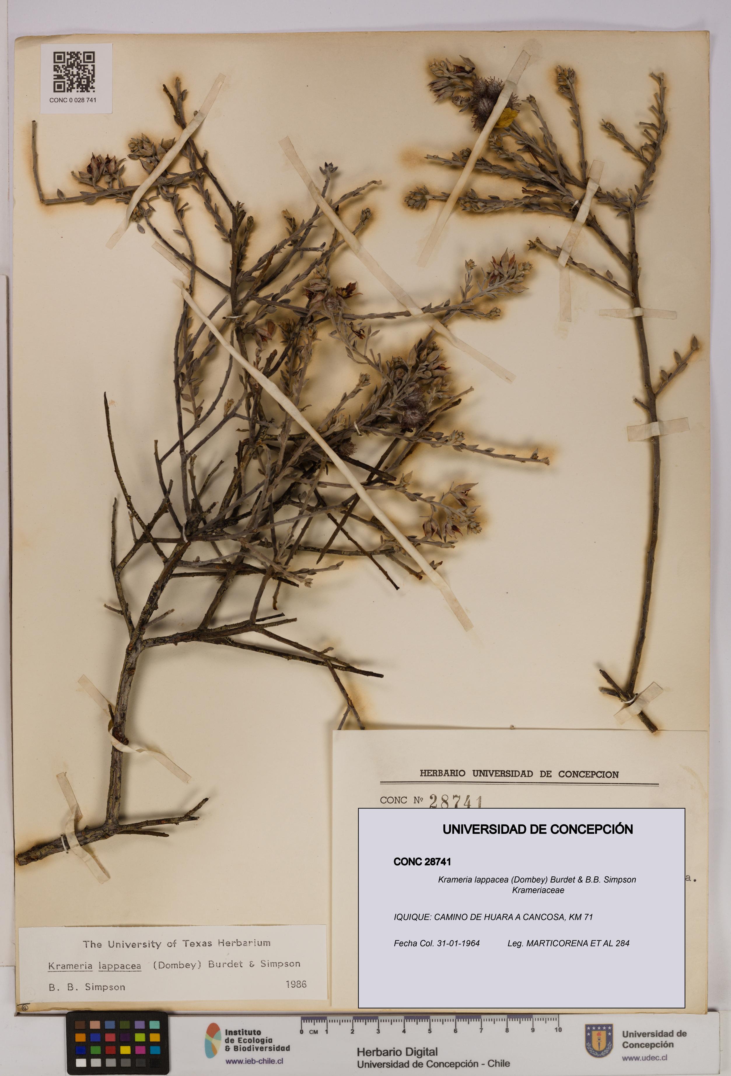 Krameria lappacea [Espécimen: UDEC:CONC:0028741]