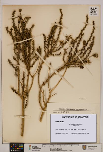 Senecio atacamensis [Espécimen: UDEC:CONC:0028745]