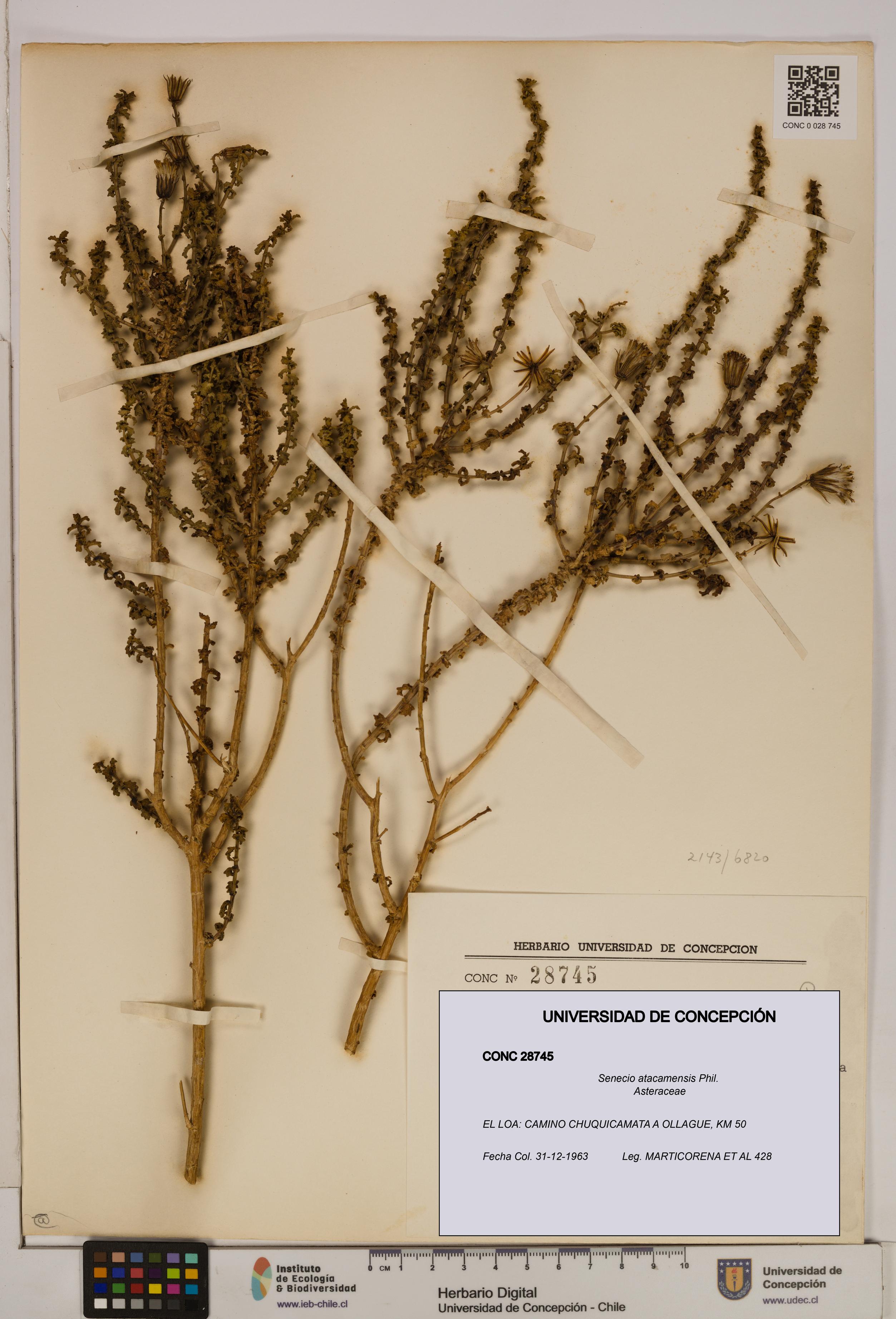 Senecio atacamensis [Espécimen: UDEC:CONC:0028745]