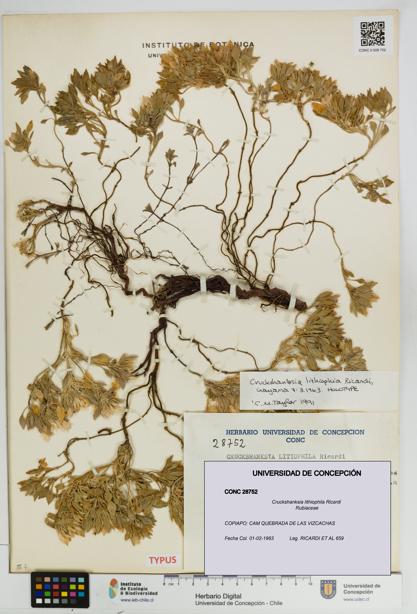 Cruckshanksia lithiophila [Espécimen: UDEC:CONC:0028752]