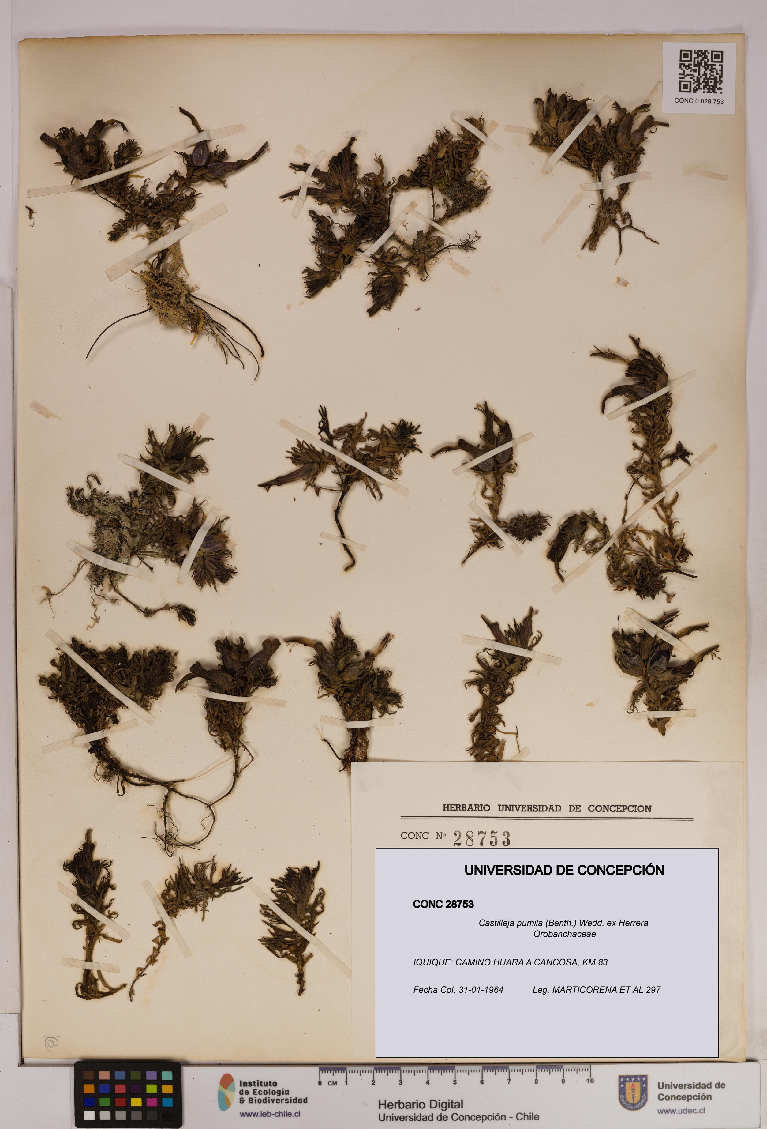 Castilleja pumila [Espécimen: UDEC:CONC:0028753]