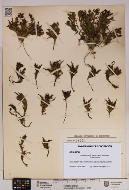 Castilleja pumila [Espécimen: UDEC:CONC:0028754]