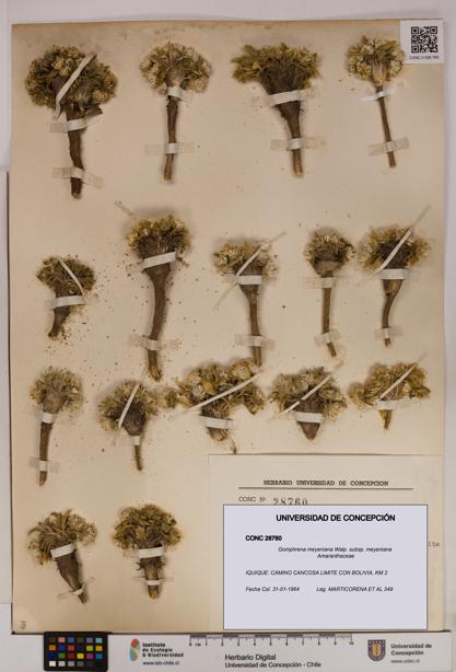 Gomphrena meyeniana subsp. meyeniana [Espécimen: UDEC:CONC:0028760]