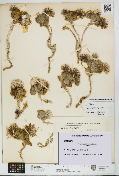Trichocline deserticola [Espécimen: UDEC:CONC:0028763]