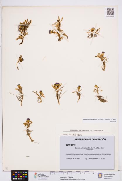 Senecio solivifolius [Espécimen: ]