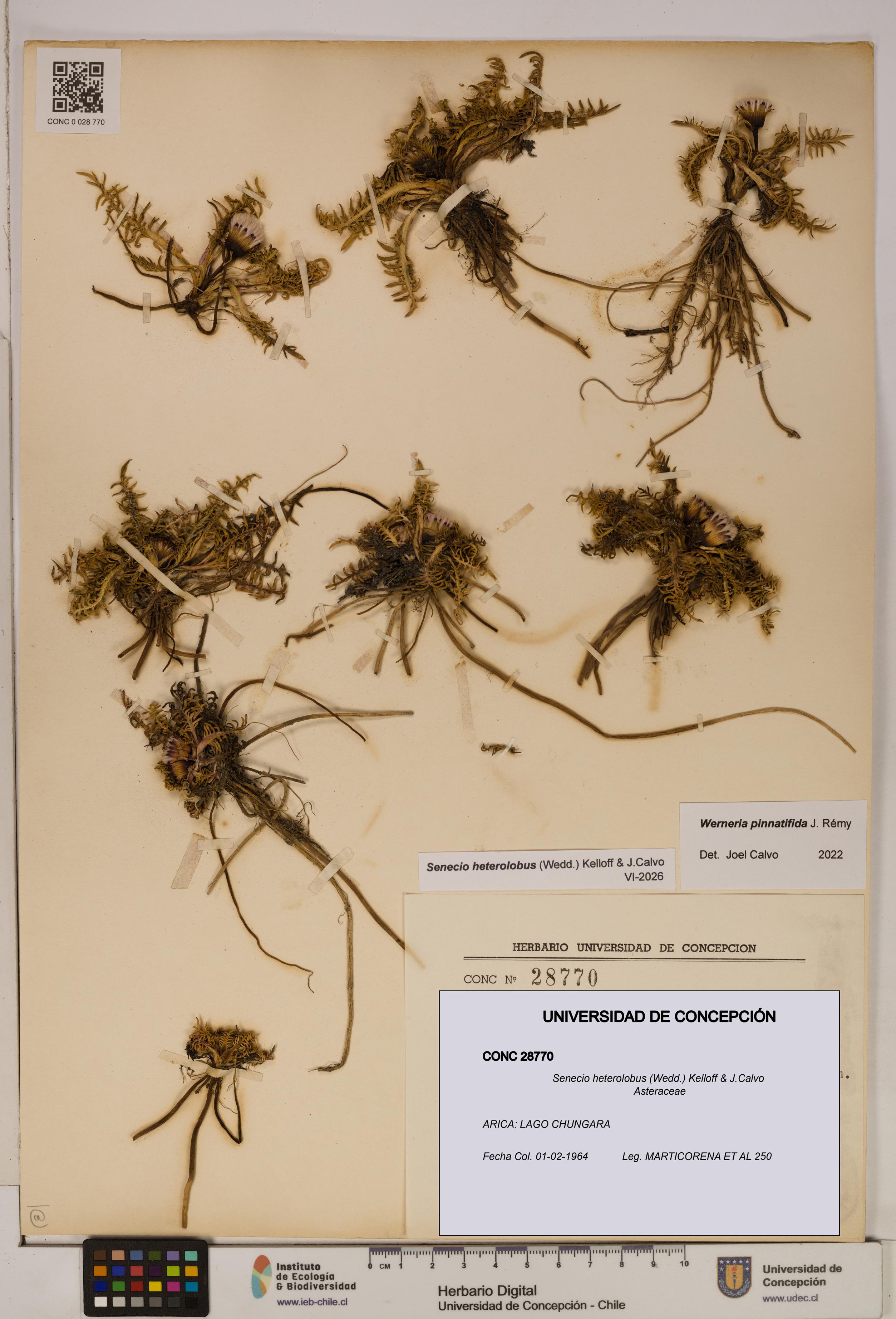Senecio heterolobus [Espécimen: ]