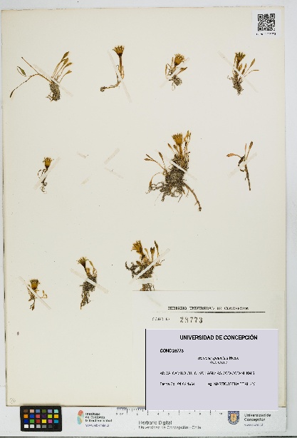 Werneria spathulata [Espécimen: UDEC:CONC:0028773]
