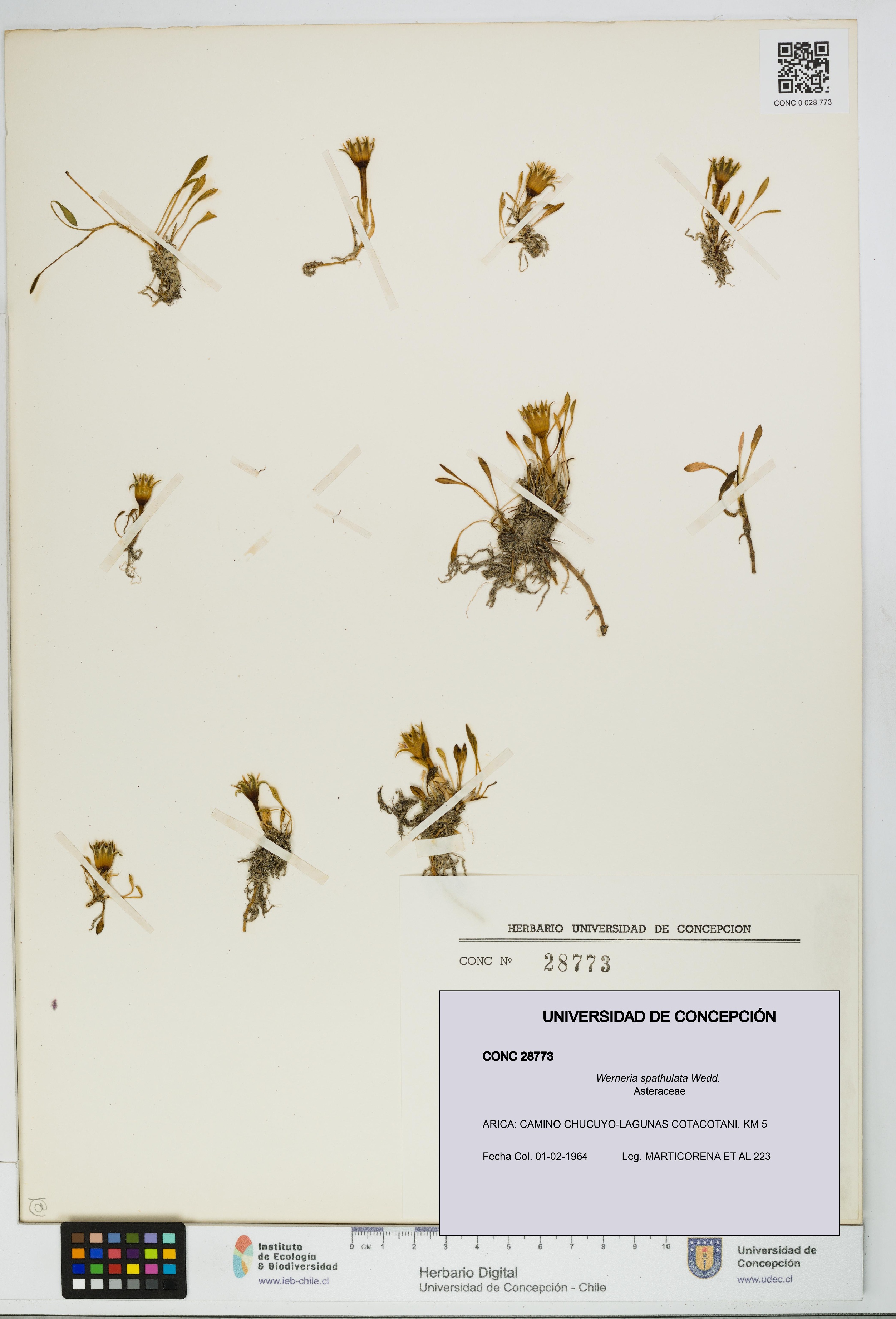 Werneria spathulata [Espécimen: UDEC:CONC:0028773]