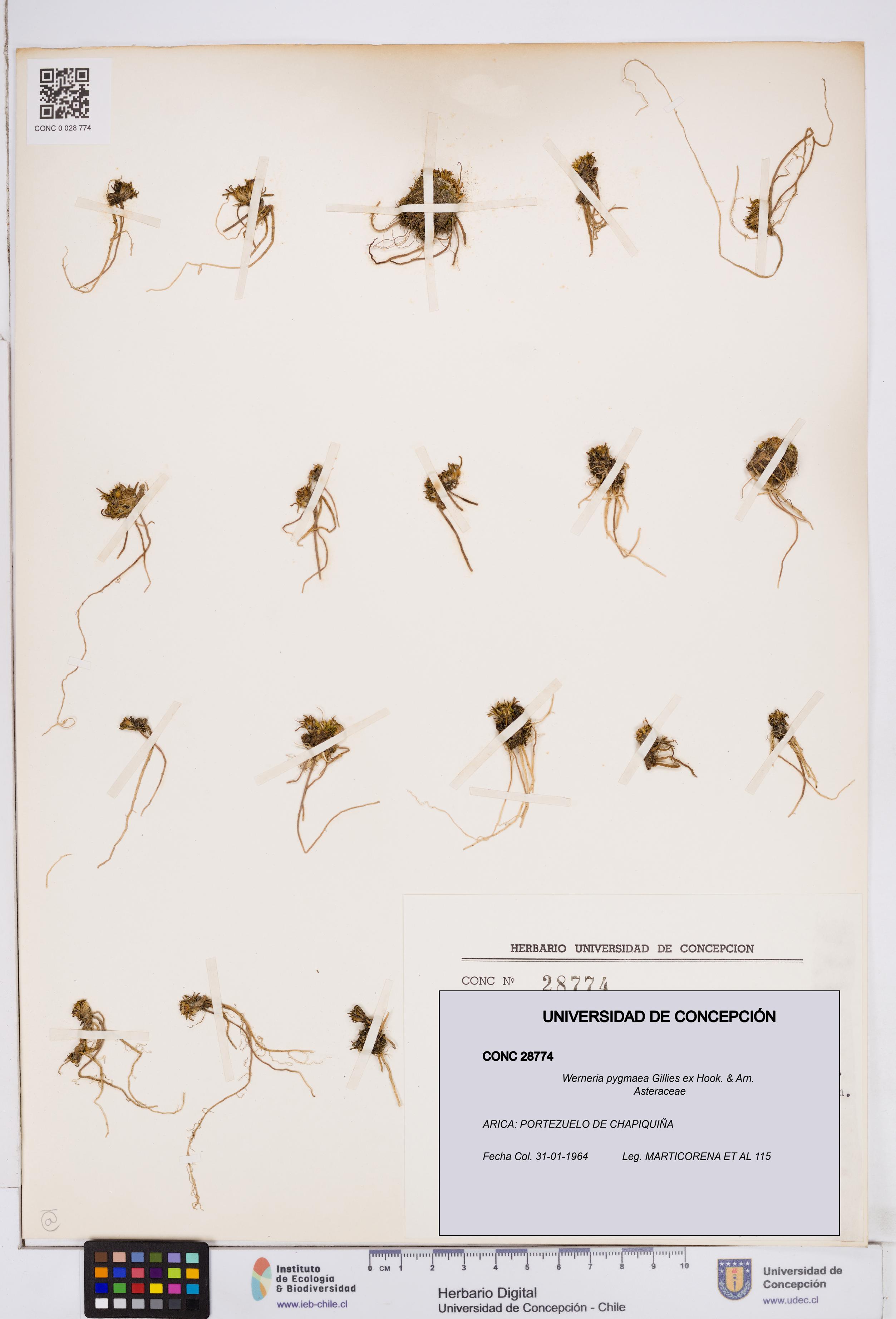 Werneria pygmaea [Espécimen: ]