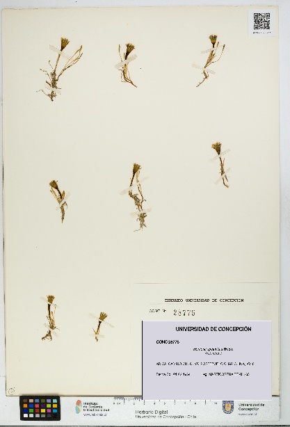 Werneria spathulata [Espécimen: UDEC:CONC:0028775]