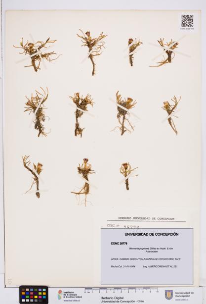 Werneria pygmaea [Espécimen: ]
