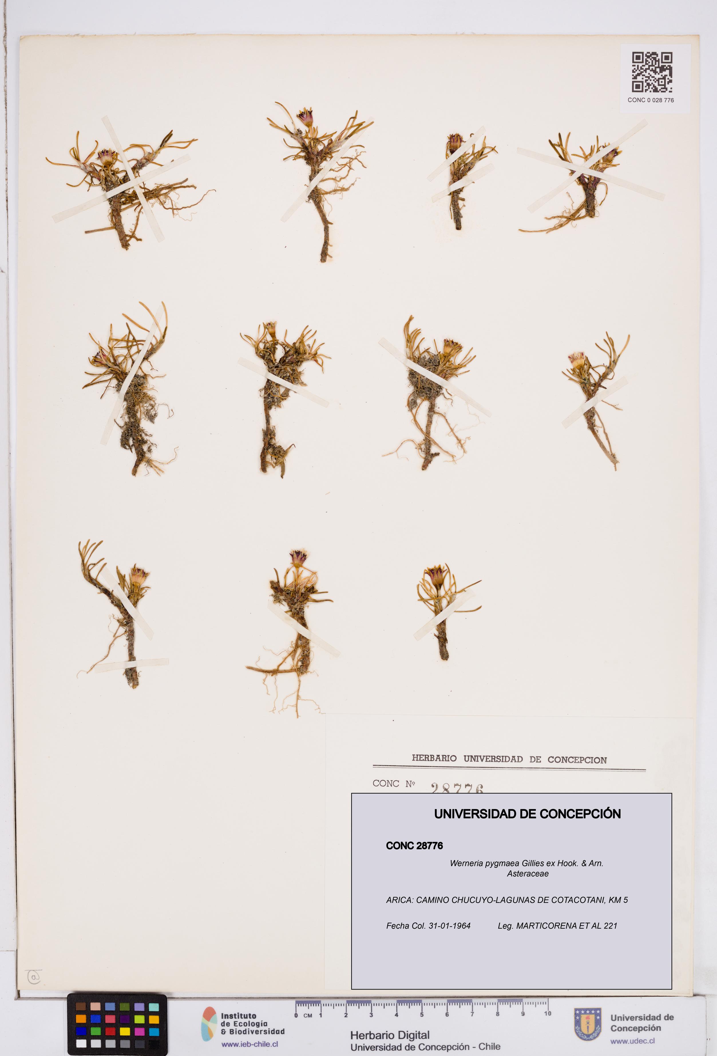 Werneria pygmaea [Espécimen: ]